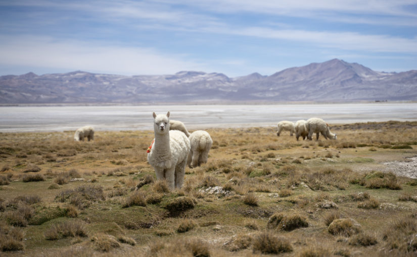 Laguna de Salinas